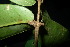  ( - XM_0905_J)  @11 [ ] CreativeCommons - Attribution Non-Commercial Share-Alike (2015) Cam Webb, Endro Setiawan & Hery Yanto Arnold Arboretum of Harvard University