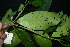  ( - XM_0908_J)  @11 [ ] CreativeCommons - Attribution Non-Commercial Share-Alike (2015) Cam Webb, Endro Setiawan & Hery Yanto Arnold Arboretum of Harvard University