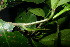  ( - XM_0908_J)  @11 [ ] CreativeCommons - Attribution Non-Commercial Share-Alike (2015) Cam Webb, Endro Setiawan & Hery Yanto Arnold Arboretum of Harvard University