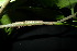  ( - XM_0908_J)  @11 [ ] CreativeCommons - Attribution Non-Commercial Share-Alike (2015) Cam Webb, Endro Setiawan & Hery Yanto Arnold Arboretum of Harvard University
