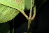  (Garcinia excavata - XM_0909_J)  @11 [ ] CreativeCommons - Attribution Non-Commercial Share-Alike (2015) Cam Webb, Endro Setiawan & Hery Yanto Arnold Arboretum of Harvard University