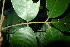  ( - XM_0912_J)  @11 [ ] CreativeCommons - Attribution Non-Commercial Share-Alike (2015) Cam Webb, Endro Setiawan & Hery Yanto Arnold Arboretum of Harvard University