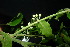  ( - XM_0920_J)  @11 [ ] CreativeCommons - Attribution Non-Commercial Share-Alike (2015) Cam Webb, Endro Setiawan & Hery Yanto Arnold Arboretum of Harvard University