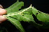  ( - XM_0920_J)  @11 [ ] CreativeCommons - Attribution Non-Commercial Share-Alike (2015) Cam Webb, Endro Setiawan & Hery Yanto Arnold Arboretum of Harvard University