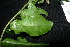  ( - XM_0920_J)  @11 [ ] CreativeCommons - Attribution Non-Commercial Share-Alike (2015) Cam Webb, Endro Setiawan & Hery Yanto Arnold Arboretum of Harvard University