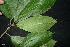  ( - XM_0922_J)  @11 [ ] CreativeCommons - Attribution Non-Commercial Share-Alike (2015) Cam Webb, Endro Setiawan & Hery Yanto Arnold Arboretum of Harvard University