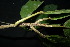  ( - XM_0922_J)  @11 [ ] CreativeCommons - Attribution Non-Commercial Share-Alike (2015) Cam Webb, Endro Setiawan & Hery Yanto Arnold Arboretum of Harvard University
