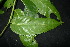  (Polyscias nodosa - XM_0924_J)  @11 [ ] CreativeCommons - Attribution Non-Commercial Share-Alike (2015) Cam Webb, Endro Setiawan & Hery Yanto Arnold Arboretum of Harvard University