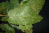  ( - XM_0925_J)  @11 [ ] CreativeCommons - Attribution Non-Commercial Share-Alike (2015) Cam Webb, Endro Setiawan & Hery Yanto Arnold Arboretum of Harvard University
