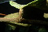  ( - XM_0925_J)  @11 [ ] CreativeCommons - Attribution Non-Commercial Share-Alike (2015) Cam Webb, Endro Setiawan & Hery Yanto Arnold Arboretum of Harvard University