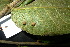  ( - XM_0925_J)  @11 [ ] CreativeCommons - Attribution Non-Commercial Share-Alike (2015) Cam Webb, Endro Setiawan & Hery Yanto Arnold Arboretum of Harvard University