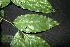  ( - XM_0947_H)  @11 [ ] CreativeCommons - Attribution Non-Commercial Share-Alike (2015) Cam Webb, Endro Setiawan & Hery Yanto Arnold Arboretum of Harvard University