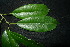  ( - XM_0951_H)  @11 [ ] CreativeCommons - Attribution Non-Commercial Share-Alike (2015) Cam Webb, Endro Setiawan & Hery Yanto Arnold Arboretum of Harvard University