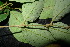  ( - XM_0954_H)  @11 [ ] CreativeCommons - Attribution Non-Commercial Share-Alike (2015) Cam Webb, Endro Setiawan & Hery Yanto Arnold Arboretum of Harvard University