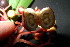  ( - XM_0955_H)  @11 [ ] CreativeCommons - Attribution Non-Commercial Share-Alike (2015) Cam Webb, Endro Setiawan & Hery Yanto Arnold Arboretum of Harvard University