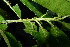  ( - XM_0957_H)  @11 [ ] CreativeCommons - Attribution Non-Commercial Share-Alike (2015) Cam Webb, Endro Setiawan & Hery Yanto Arnold Arboretum of Harvard University