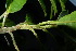  ( - XM_0957_H)  @11 [ ] CreativeCommons - Attribution Non-Commercial Share-Alike (2015) Cam Webb, Endro Setiawan & Hery Yanto Arnold Arboretum of Harvard University