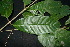  ( - XM_0959_H)  @11 [ ] CreativeCommons - Attribution Non-Commercial Share-Alike (2015) Cam Webb, Endro Setiawan & Hery Yanto Arnold Arboretum of Harvard University