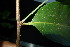  ( - XM_0961_H)  @11 [ ] CreativeCommons - Attribution Non-Commercial Share-Alike (2015) Cam Webb, Endro Setiawan & Hery Yanto Arnold Arboretum of Harvard University