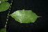  ( - XM_0961_H)  @11 [ ] CreativeCommons - Attribution Non-Commercial Share-Alike (2015) Cam Webb, Endro Setiawan & Hery Yanto Arnold Arboretum of Harvard University