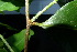  ( - XM_0961_H)  @11 [ ] CreativeCommons - Attribution Non-Commercial Share-Alike (2015) Cam Webb, Endro Setiawan & Hery Yanto Arnold Arboretum of Harvard University