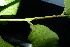  ( - XM_0961_H)  @11 [ ] CreativeCommons - Attribution Non-Commercial Share-Alike (2015) Cam Webb, Endro Setiawan & Hery Yanto Arnold Arboretum of Harvard University