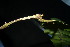  ( - XM_0967_H)  @11 [ ] CreativeCommons - Attribution Non-Commercial Share-Alike (2015) Cam Webb, Endro Setiawan & Hery Yanto Arnold Arboretum of Harvard University
