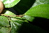  (Ziziphus angustifolia - XM_0969_H)  @11 [ ] CreativeCommons - Attribution Non-Commercial Share-Alike (2015) Cam Webb, Endro Setiawan & Hery Yanto Arnold Arboretum of Harvard University