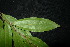  ( - XM_0969_H)  @11 [ ] CreativeCommons - Attribution Non-Commercial Share-Alike (2015) Cam Webb, Endro Setiawan & Hery Yanto Arnold Arboretum of Harvard University