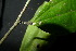  ( - XM_0969_H)  @11 [ ] CreativeCommons - Attribution Non-Commercial Share-Alike (2015) Cam Webb, Endro Setiawan & Hery Yanto Arnold Arboretum of Harvard University