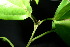  ( - XM_0973_H)  @11 [ ] CreativeCommons - Attribution Non-Commercial Share-Alike (2015) Cam Webb, Endro Setiawan & Hery Yanto Arnold Arboretum of Harvard University