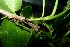  ( - XM_0973_H)  @11 [ ] CreativeCommons - Attribution Non-Commercial Share-Alike (2015) Cam Webb, Endro Setiawan & Hery Yanto Arnold Arboretum of Harvard University