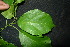  ( - XM_0973_H)  @11 [ ] CreativeCommons - Attribution Non-Commercial Share-Alike (2015) Cam Webb, Endro Setiawan & Hery Yanto Arnold Arboretum of Harvard University