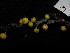  ( - YR_0020_K)  @11 [ ] CreativeCommons - Attribution Non-Commercial Share-Alike (2015) Cam Webb, Endro Setiawan & Hery Yanto Arnold Arboretum of Harvard University