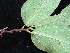  ( - YR_0020_K)  @11 [ ] CreativeCommons - Attribution Non-Commercial Share-Alike (2015) Cam Webb, Endro Setiawan & Hery Yanto Arnold Arboretum of Harvard University