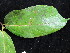  ( - YR_0020_K)  @11 [ ] CreativeCommons - Attribution Non-Commercial Share-Alike (2015) Cam Webb, Endro Setiawan & Hery Yanto Arnold Arboretum of Harvard University