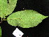  ( - YR_0020_K)  @11 [ ] CreativeCommons - Attribution Non-Commercial Share-Alike (2015) Cam Webb, Endro Setiawan & Hery Yanto Arnold Arboretum of Harvard University