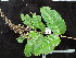  ( - YR_0027_K)  @11 [ ] CreativeCommons - Attribution Non-Commercial Share-Alike (2015) Cam Webb, Endro Setiawan & Hery Yanto Arnold Arboretum of Harvard University