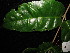  ( - YR_0027_K)  @11 [ ] CreativeCommons - Attribution Non-Commercial Share-Alike (2015) Cam Webb, Endro Setiawan & Hery Yanto Arnold Arboretum of Harvard University