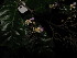  ( - YR_0027_K)  @11 [ ] CreativeCommons - Attribution Non-Commercial Share-Alike (2015) Cam Webb, Endro Setiawan & Hery Yanto Arnold Arboretum of Harvard University