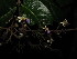  ( - YR_0027_K)  @11 [ ] CreativeCommons - Attribution Non-Commercial Share-Alike (2015) Cam Webb, Endro Setiawan & Hery Yanto Arnold Arboretum of Harvard University