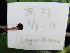  ( - YR_0027_K)  @11 [ ] CreativeCommons - Attribution Non-Commercial Share-Alike (2015) Cam Webb, Endro Setiawan & Hery Yanto Arnold Arboretum of Harvard University