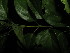  (Premna foetida - YR_0029_K)  @11 [ ] CreativeCommons - Attribution Non-Commercial Share-Alike (2015) Cam Webb, Endro Setiawan & Hery Yanto Arnold Arboretum of Harvard University