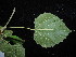  ( - YR_0042_K)  @11 [ ] CreativeCommons - Attribution Non-Commercial Share-Alike (2015) Cam Webb, Endro Setiawan & Hery Yanto Arnold Arboretum of Harvard University