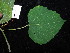  ( - YR_0042_K)  @11 [ ] CreativeCommons - Attribution Non-Commercial Share-Alike (2015) Cam Webb, Endro Setiawan & Hery Yanto Arnold Arboretum of Harvard University