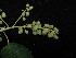  ( - YR_0042_K)  @11 [ ] CreativeCommons - Attribution Non-Commercial Share-Alike (2015) Cam Webb, Endro Setiawan & Hery Yanto Arnold Arboretum of Harvard University