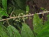  ( - YS_0882_H)  @11 [ ] CreativeCommons - Attribution Non-Commercial Share-Alike (2015) Yessi Santika Herbarium Bogoriense
