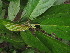  ( - YS_0882_H)  @11 [ ] CreativeCommons - Attribution Non-Commercial Share-Alike (2015) Yessi Santika Herbarium Bogoriense