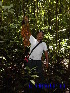  ( - CH_1228)  @11 [ ] CreativeCommons - Attribution Non-Commercial Share-Alike (2013) Charlie Heatubun UNIPA, Manokwari, Papua