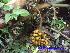  ( - CH_1228)  @11 [ ] CreativeCommons - Attribution Non-Commercial Share-Alike (2013) Charlie Heatubun UNIPA, Manokwari, Papua